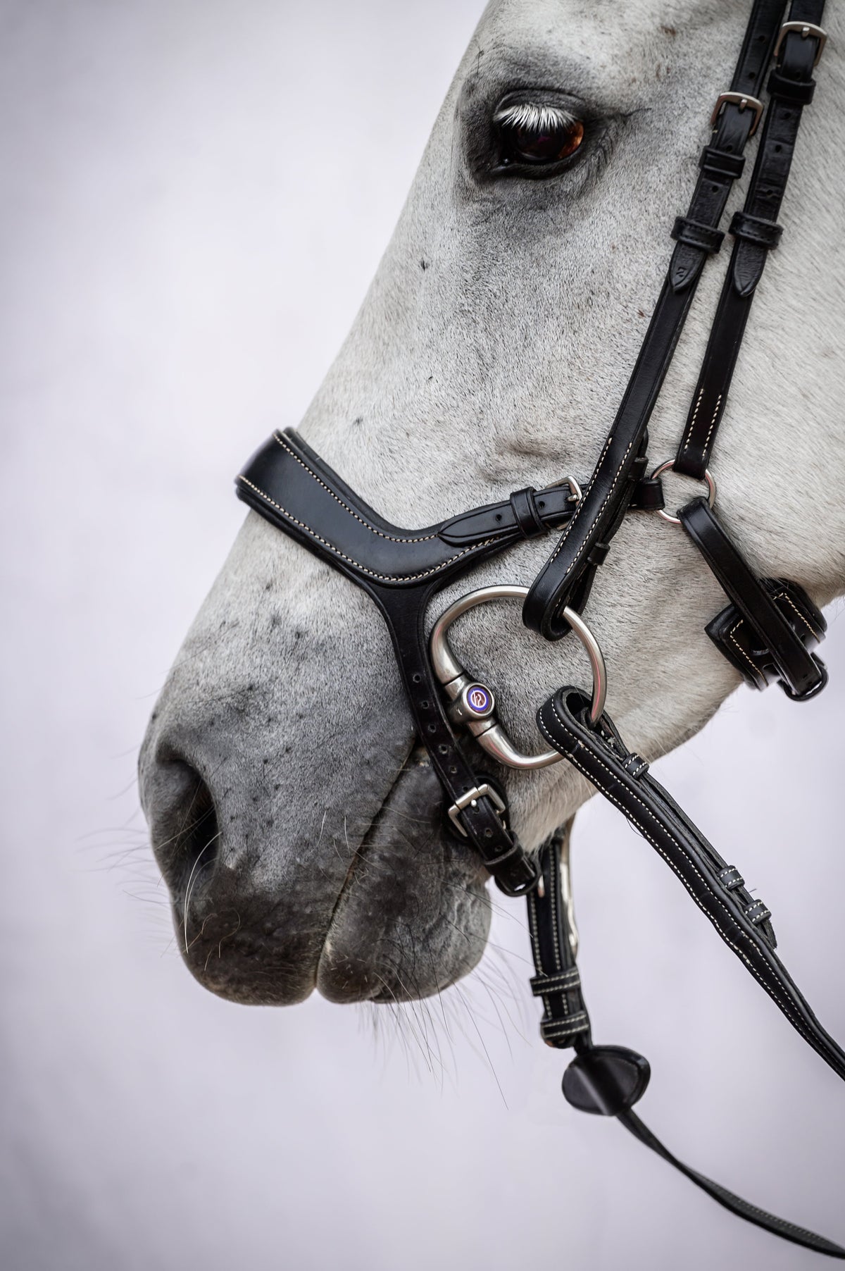 Bridle Pioneer - Black Leather