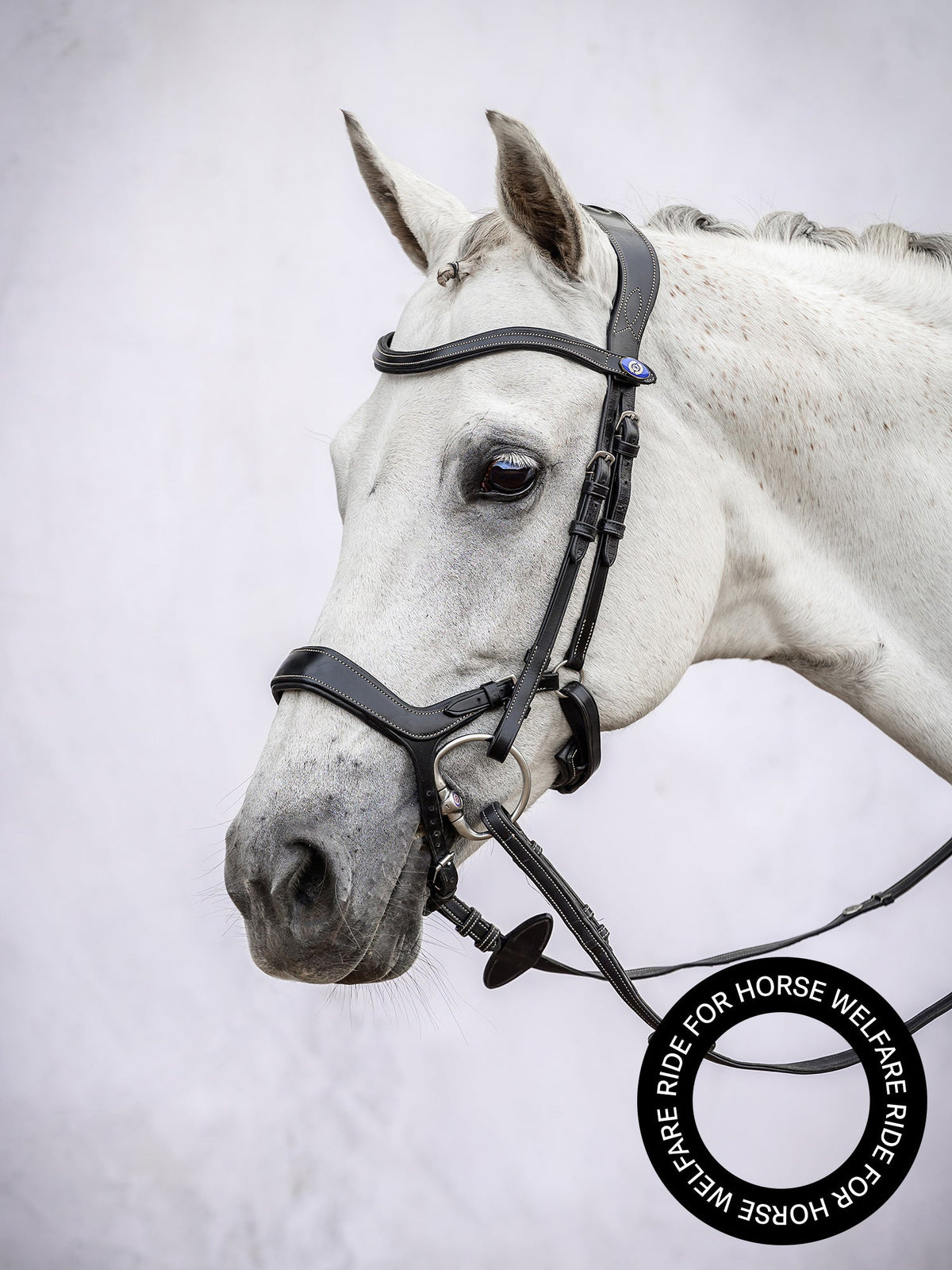 Bridle Pioneer - Black Leather