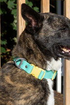 Island Vibes Waterproof Dog Collar-1