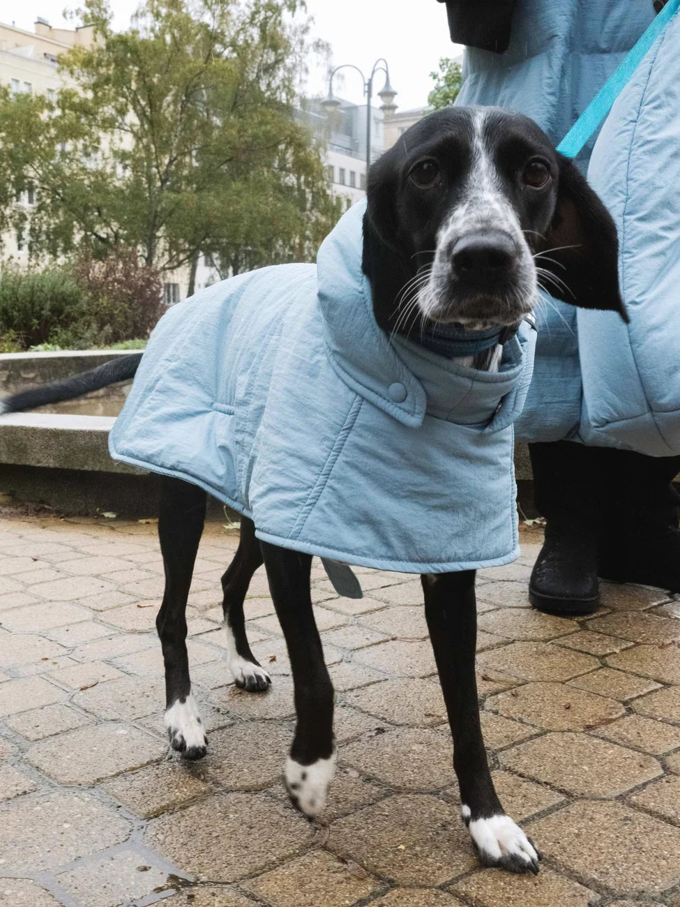 Dog Hoodie Blue-1