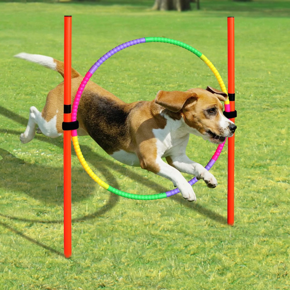 Dog Agility Training Equipment-4