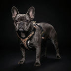 The Leopard Harness Small to Medium Size