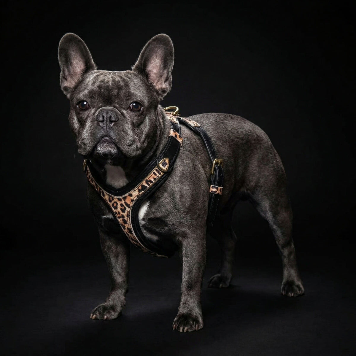 The Leopard Harness Small to Medium Size