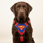 AI-generated image of a chocolate Labrador wearing the blue and red Superdog harness