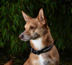 Premium dog collar in natural tanned leather and classic clincher
