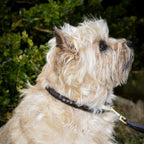 Premium dog collar in rounded natural tanned leather