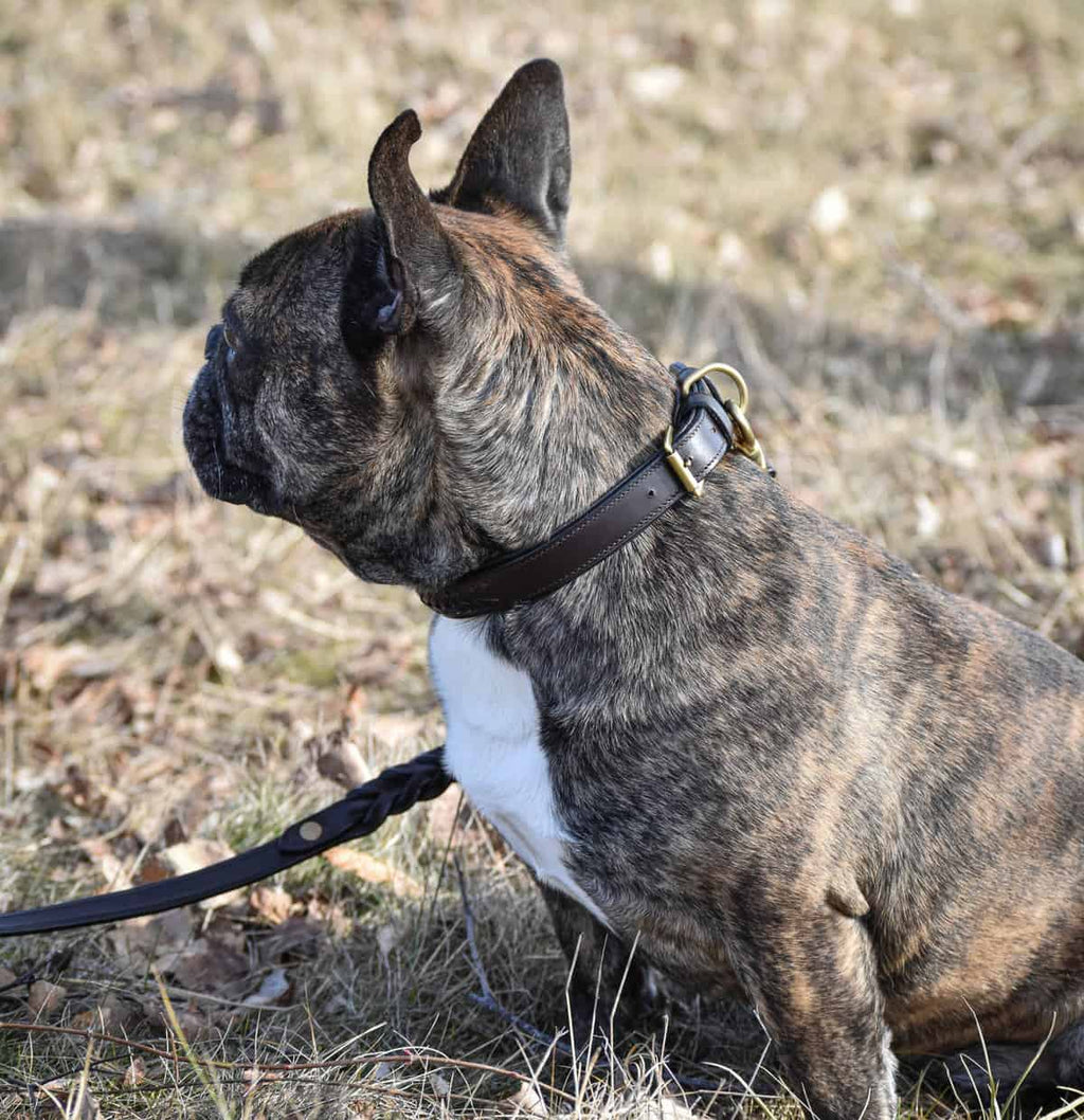 Premium dog collar in plaited natural tanned leather